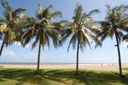 Seminyak Palm Trees - Bali Pictures Indonesia
